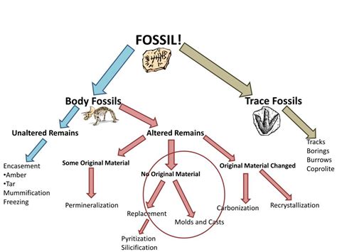 fossil order tracker.